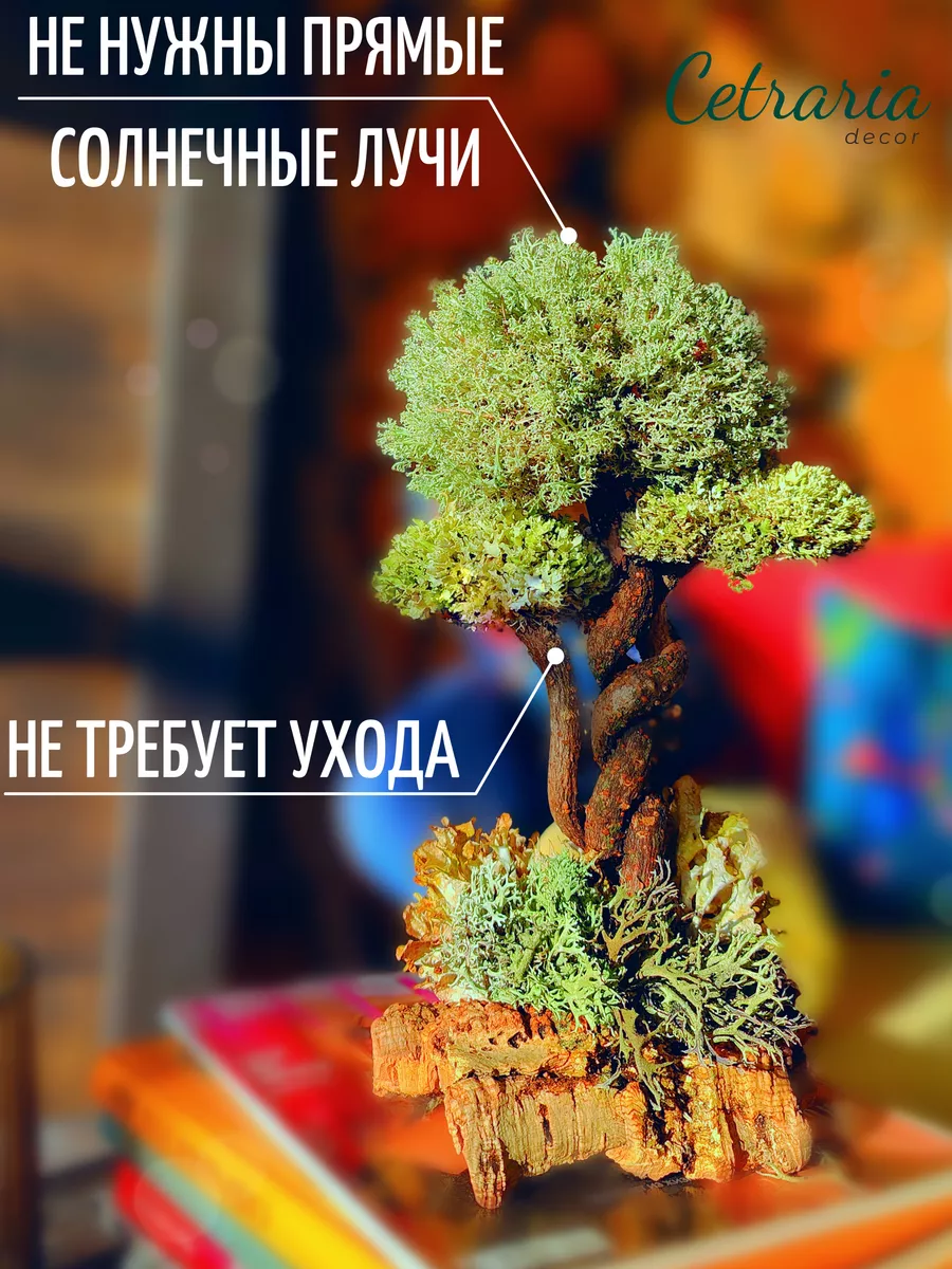 бонсай дерево - Григорьевка