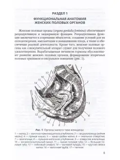 Изображения по запросу Женские половые органы