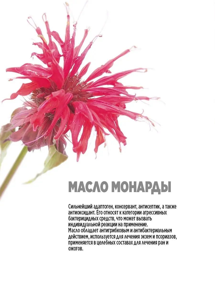 Цветок матрикария хамомилла. Chamomilla officinalis. Chamomilla recutita. Ромашка аптечная – chamomilla recutita. Dorivor moychechak ( matricaria chamomilla) dorivorligi.