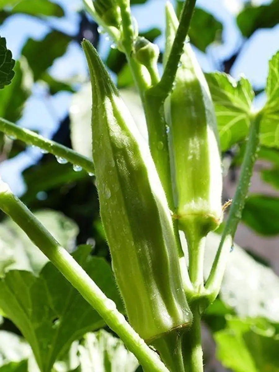 Семена Алтая Семена овощей Экзотика Бамия (Окра) Дамские Пальчики