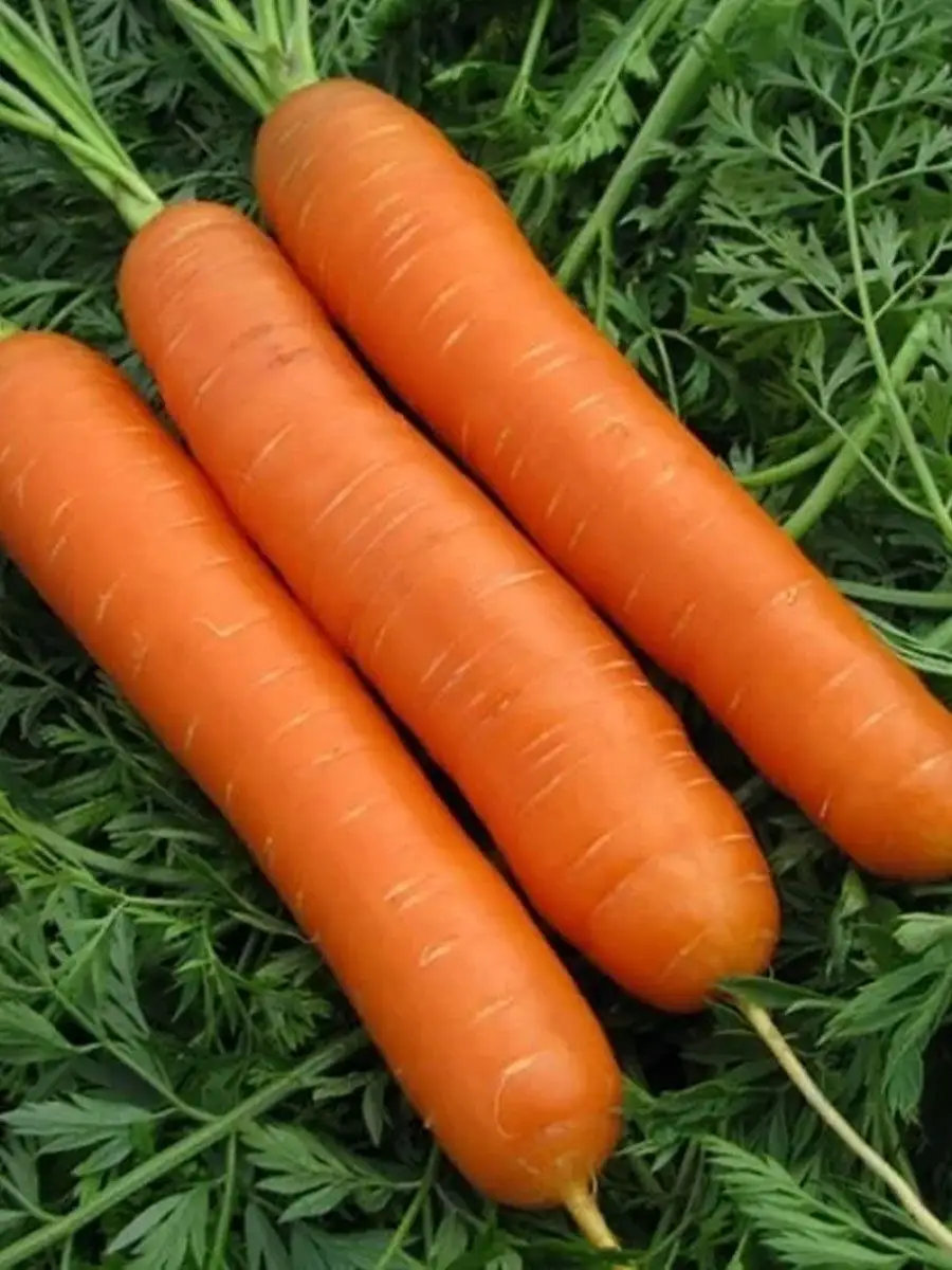 Морковь гибриды. Морковь форто. Морковь без сердцевины сорта. Морковь без хвостика. Морковь и свекла.