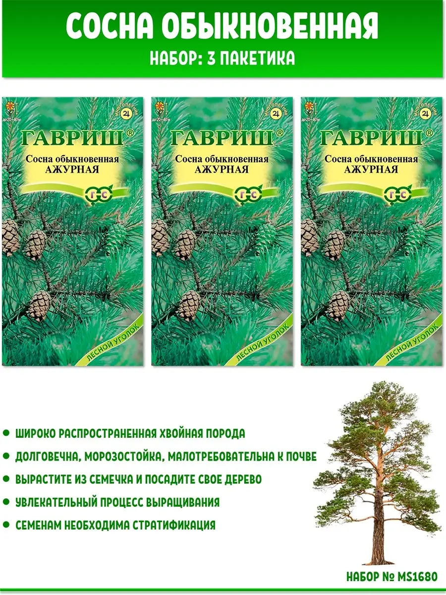 Семена сосна обыкновенная, 3 пак Гавриш купить по цене 258 ₽ в  интернет-магазине Wildberries | 57175185