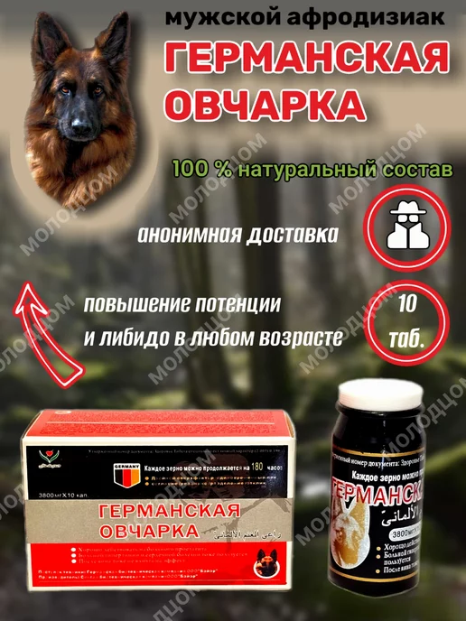 Немецкая овчарка: фото, описание, характер породы | PEDIGREE®