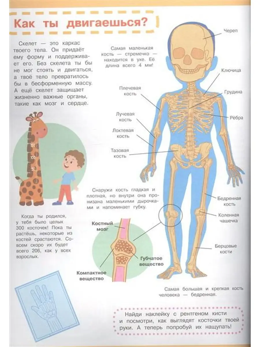 Атлас тела человека. Тело человека. Мой первый атлас. Тело человека детский атлас. Книга с наклейками тело человека.