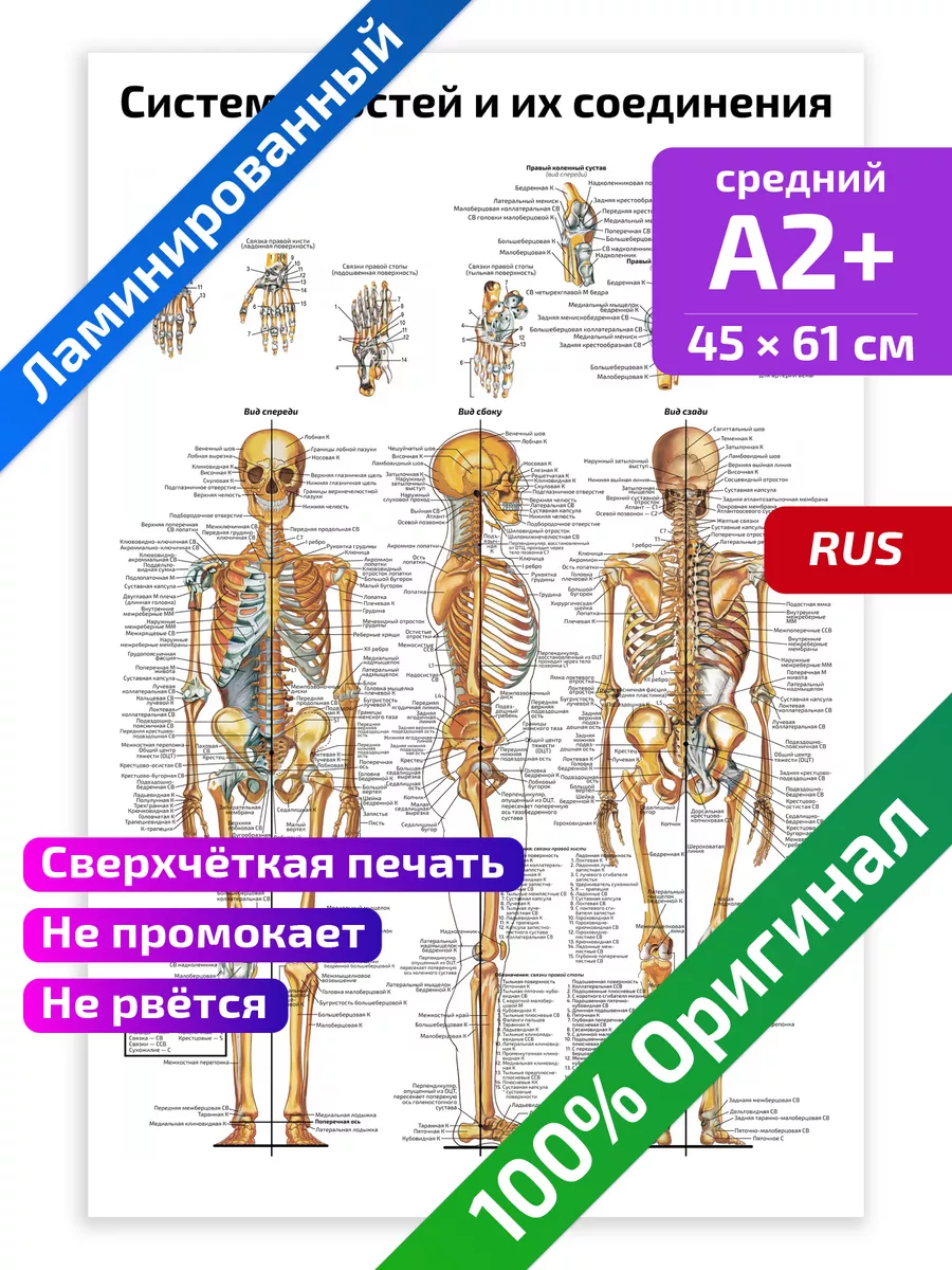 Система костей строение скелета плакат 45х61см Квинг купить по цене 462 ₽ в  интернет-магазине Wildberries | 71224812