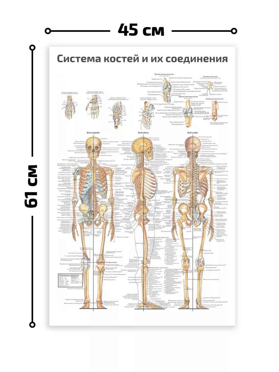 Система костей строение скелета плакат 45х61см Квинг купить по цене 462 ₽ в  интернет-магазине Wildberries | 71224812