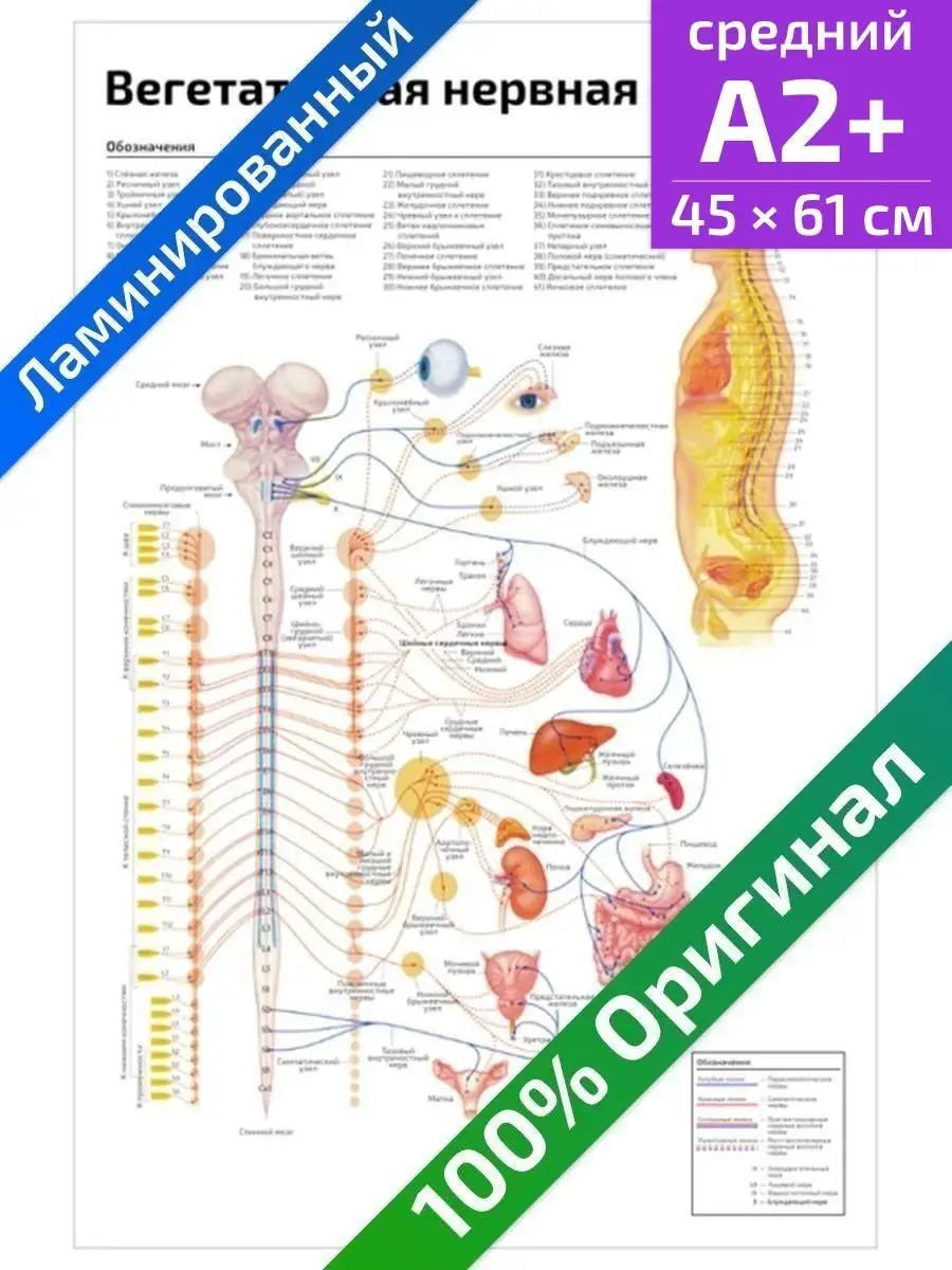 Вегетативная нервная система анатомический плакат 45х61см Квинг купить по  цене 467 ₽ в интернет-магазине Wildberries | 71241195