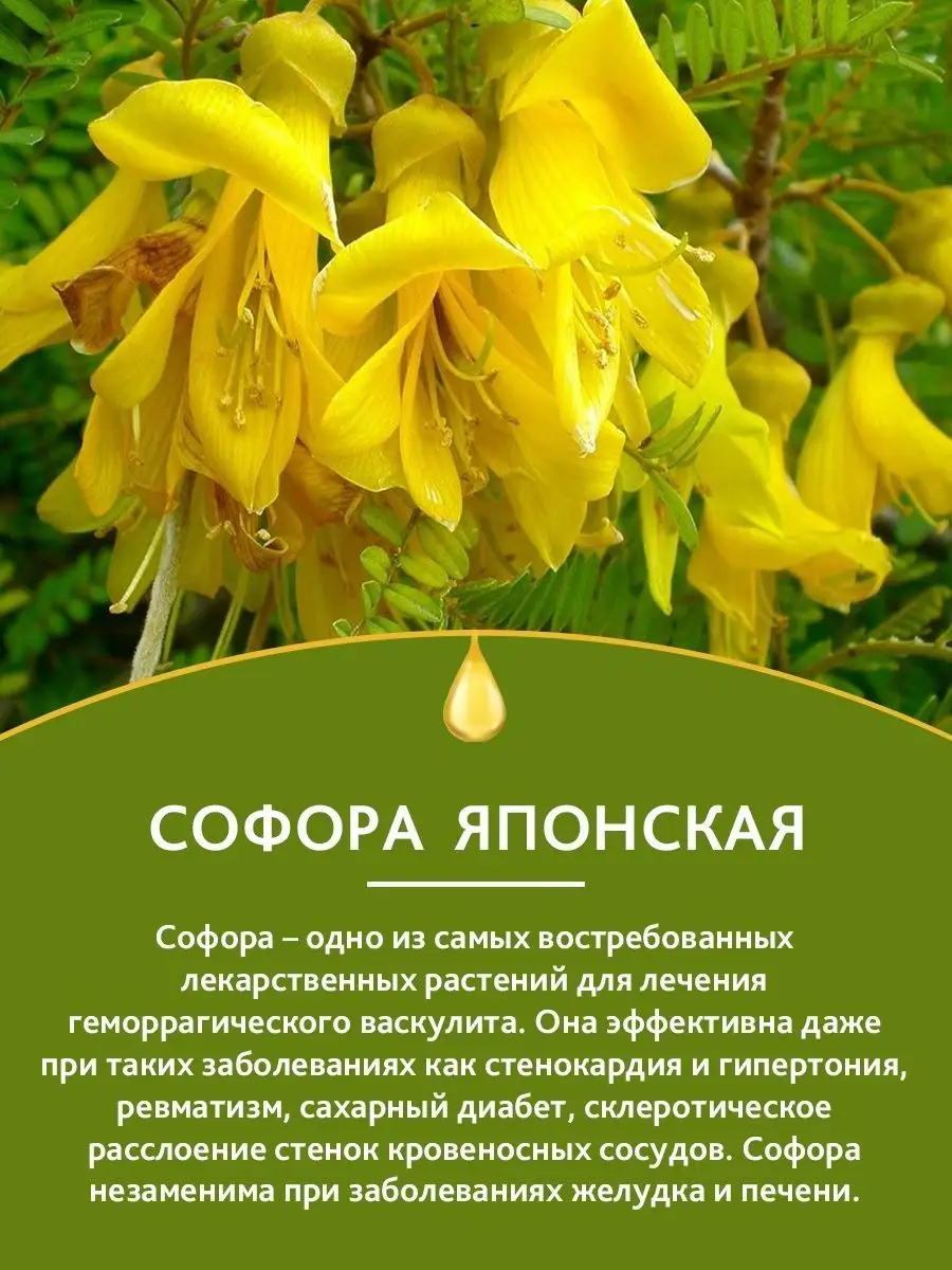 Софора японская настойка для иммунитета 100 мл Dr. Giller купить по цене 85  600 сум в интернет-магазине Wildberries в Узбекистане | 71353719