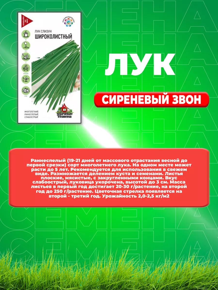 Лук слизун Широколистный 0,5 г Уд. с Удачные семена купить по цене 0 сум в  интернет-магазине Wildberries в Узбекистане | 71970421